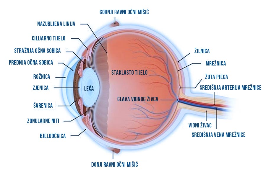 anatomija ljudskog oka kako funkcionira oko